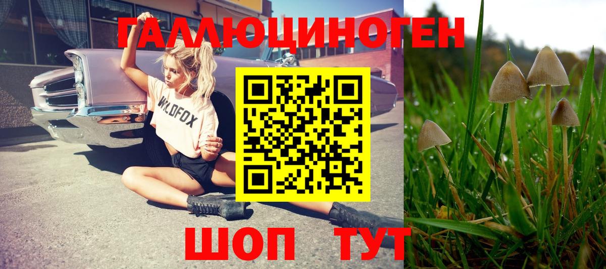 Сальск  Галлюциногенные грибы Psilocybine cubensis  Вход с VPN 